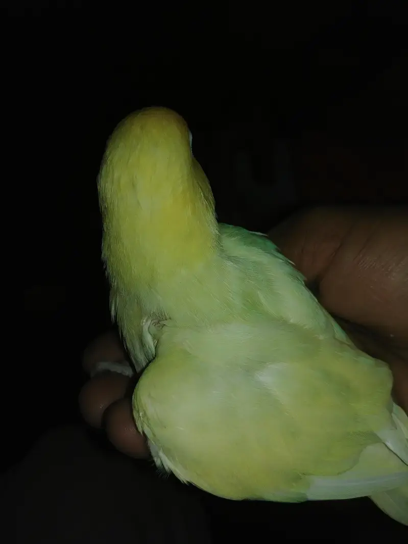 love birds mutishon pide dove — photo 2