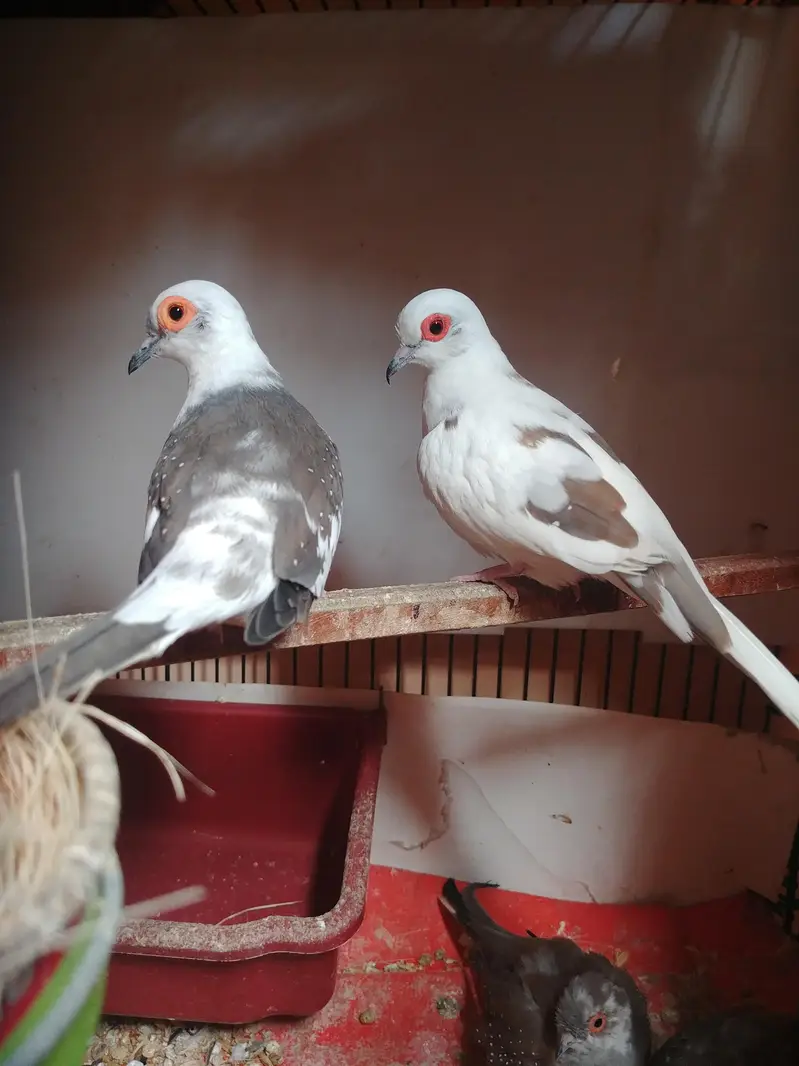 love birds mutishon pide dove — photo 3