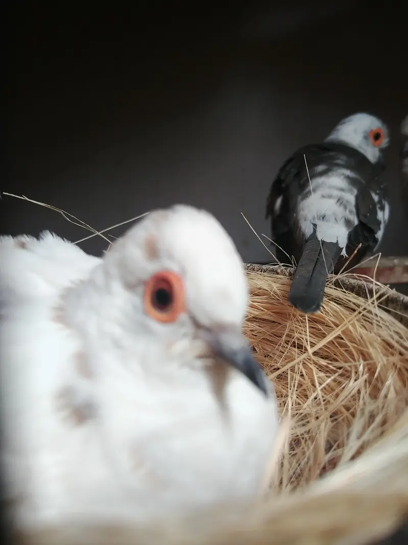 love birds mutishon pide dove — photo 4