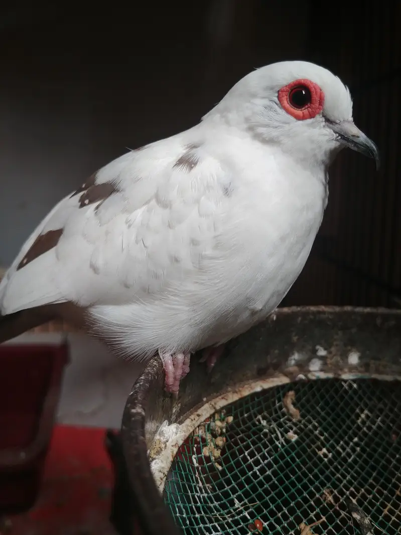 love birds mutishon pide dove — photo 5