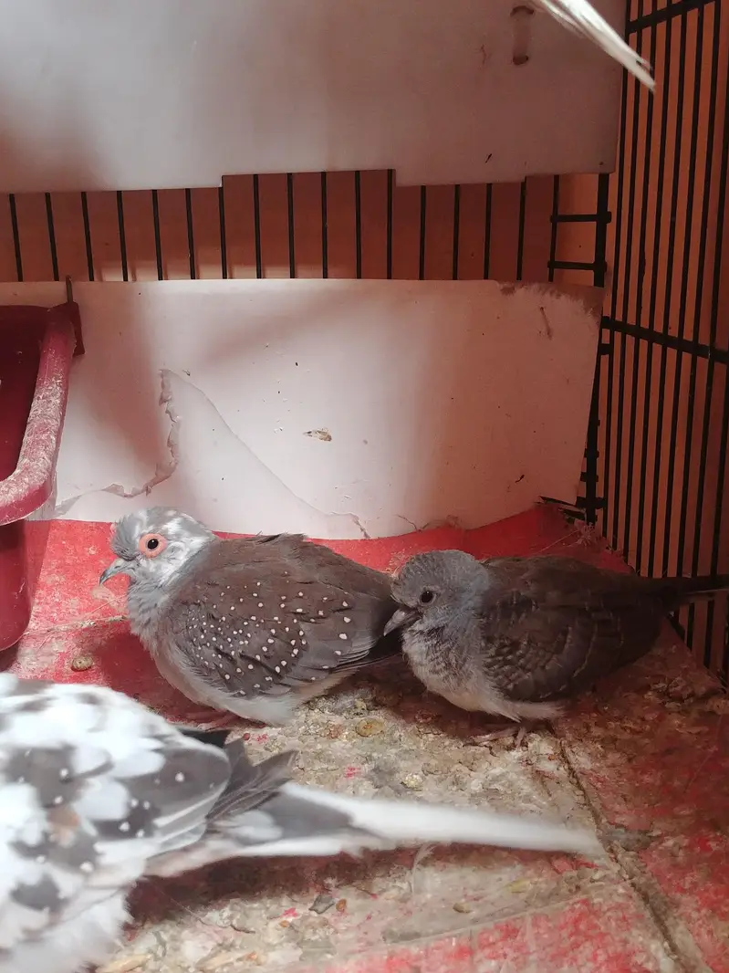 love birds mutishon pide dove — photo 6