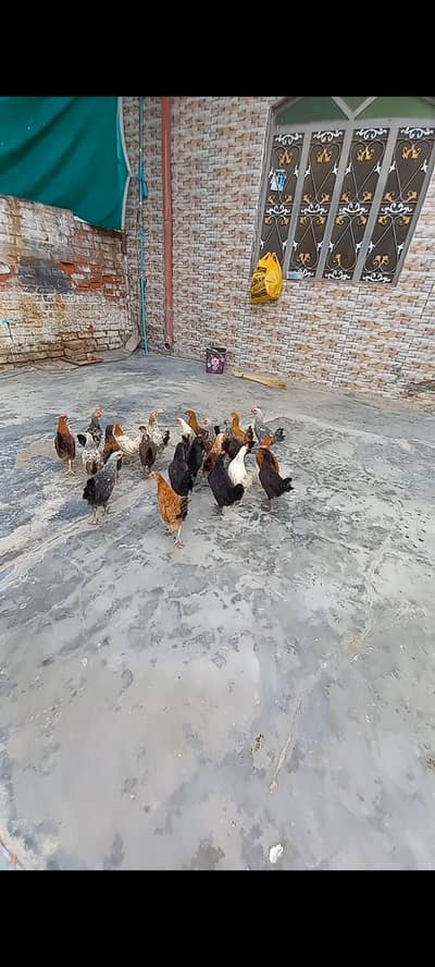 Dasi Mix Murgi or Murga hain 500 garm sy ly kr 900 garm tak hain