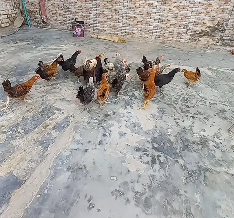 Dasi Mix Murgi or Murga hain 500 garm sy ly kr 900 garm tak hain — photo 2