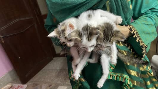3 cats for 5000 Pakistani home breed cats for sale