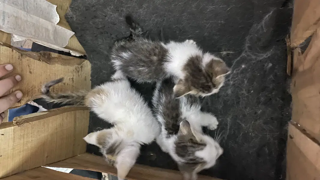 3 cats for 5000 Pakistani home breed cats for sale — photo 2