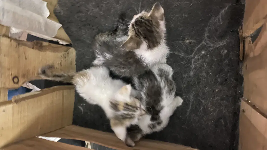 3 cats for 5000 Pakistani home breed cats for sale — photo 3