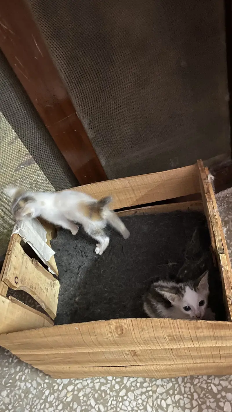 3 cats for 5000 Pakistani home breed cats for sale — photo 4