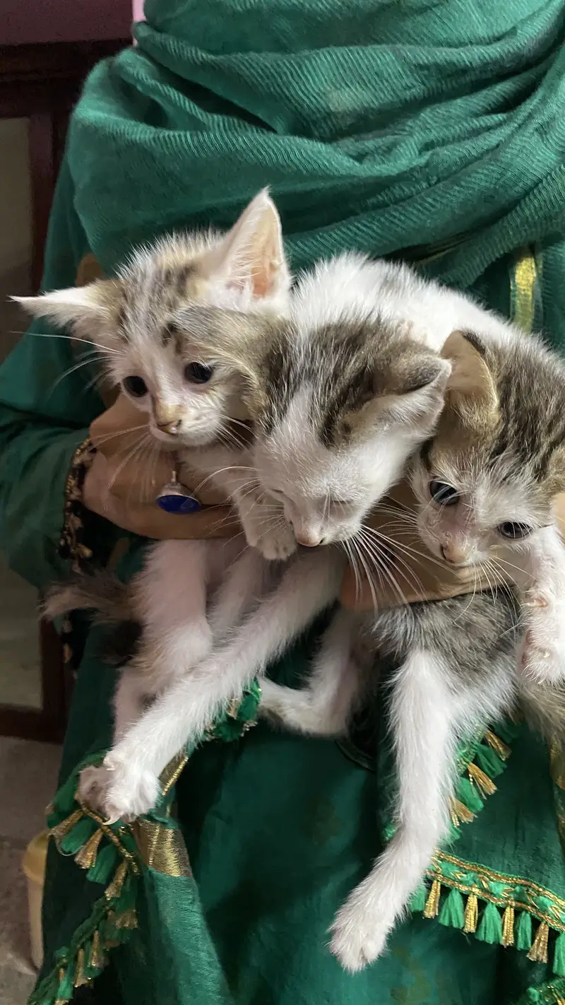 3 cats for 5000 Pakistani home breed cats for sale — photo 5