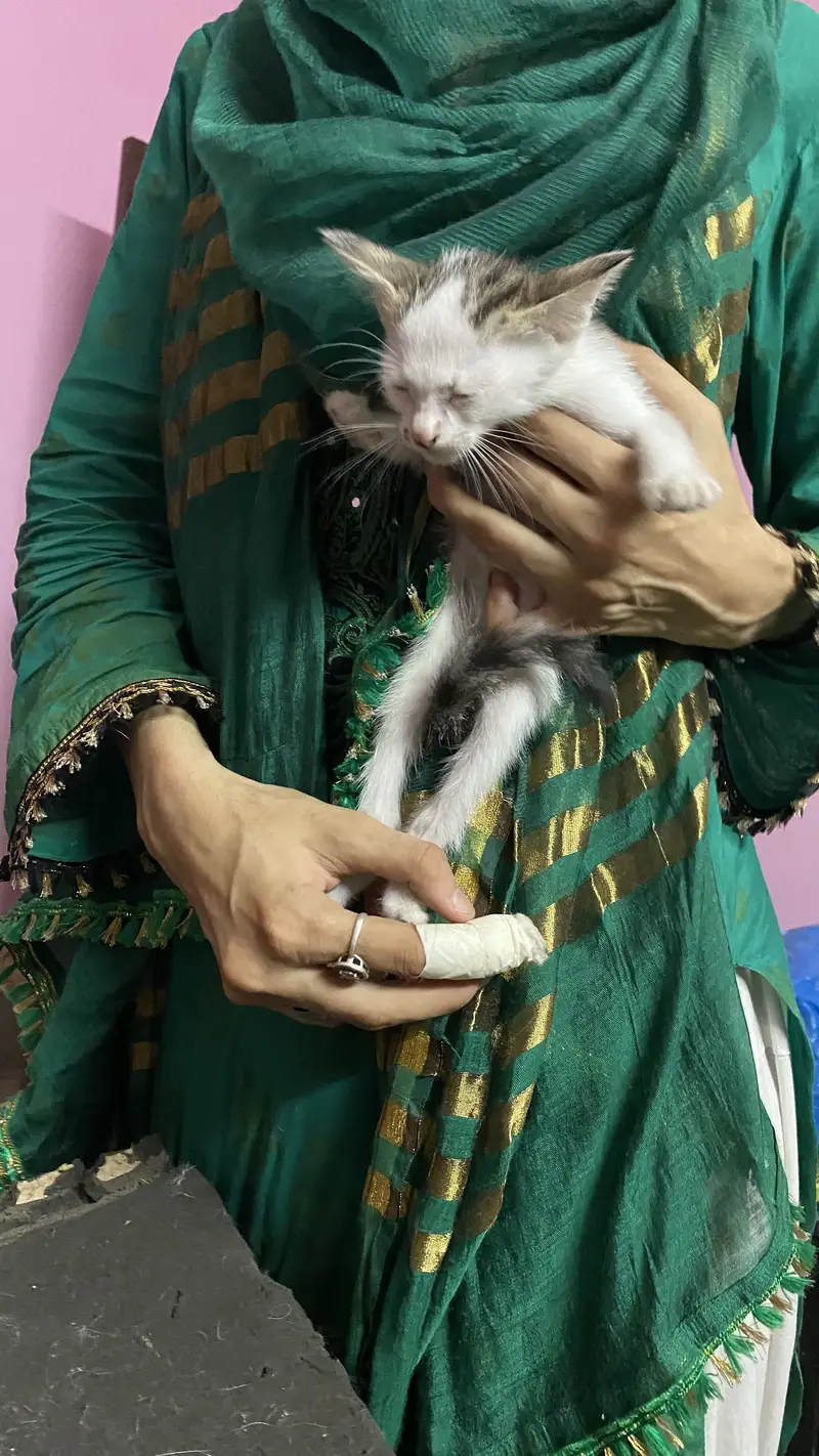 3 cats for 5000 Pakistani home breed cats for sale — photo 6
