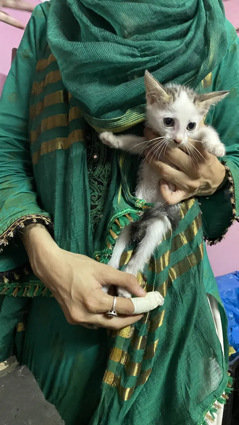 3 cats for 5000 Pakistani home breed cats for sale — photo 7