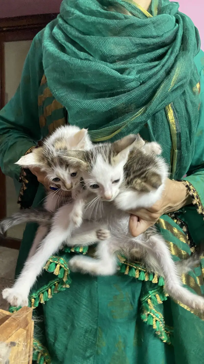 3 cats for 5000 Pakistani home breed cats for sale — photo 8