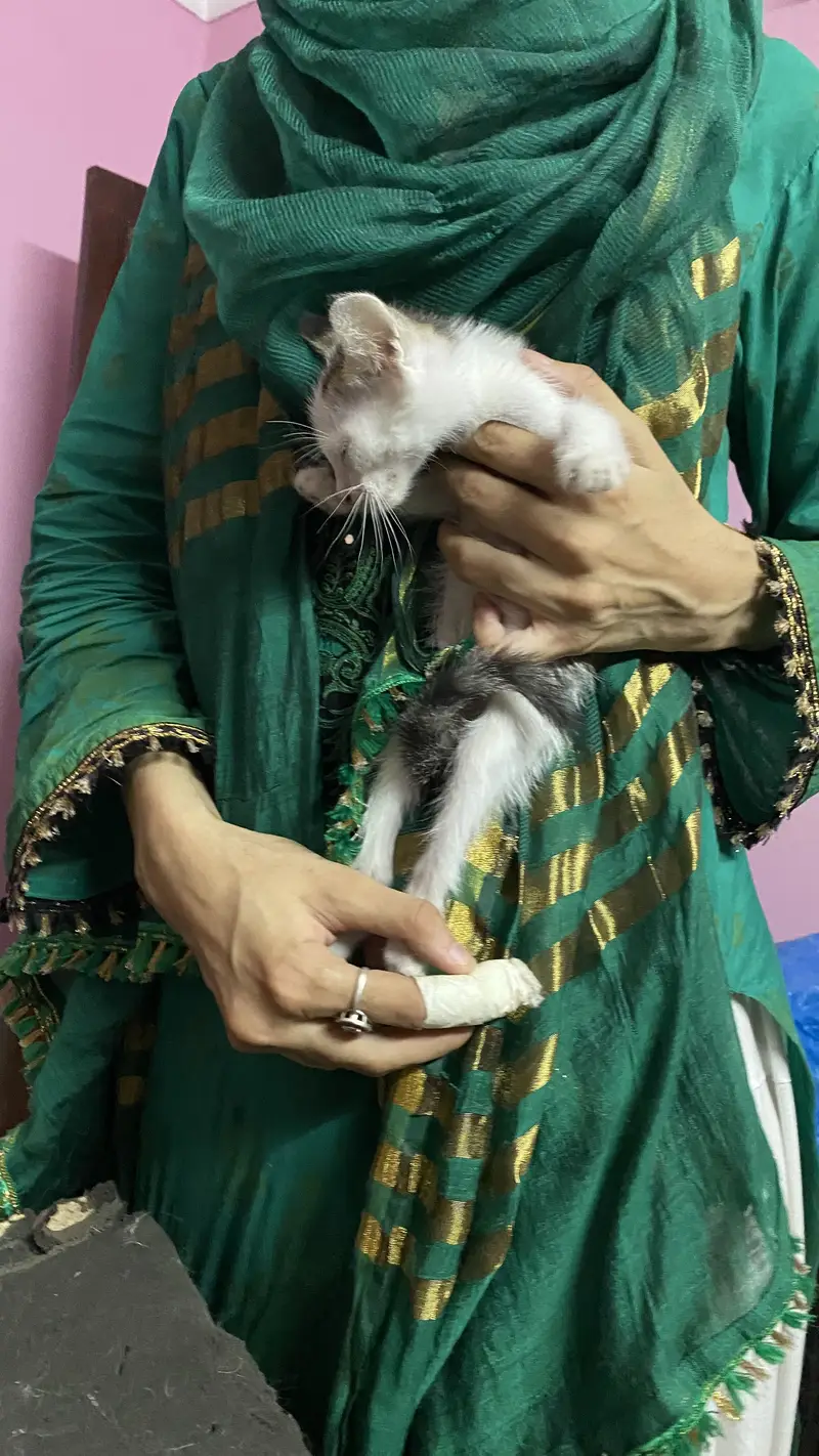 3 cats for 5000 Pakistani home breed cats for sale — photo 9