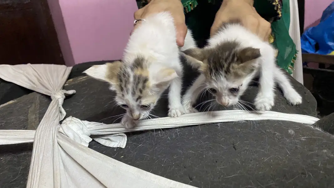 3 cats for 5000 Pakistani home breed cats for sale — photo 10