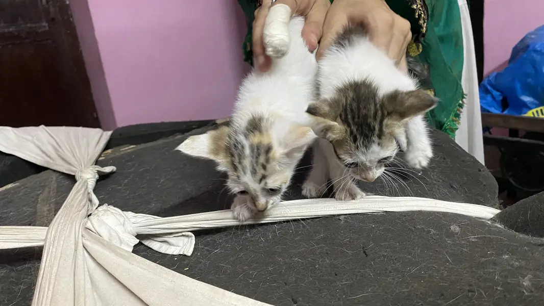 3 cats for 5000 Pakistani home breed cats for sale — photo 11