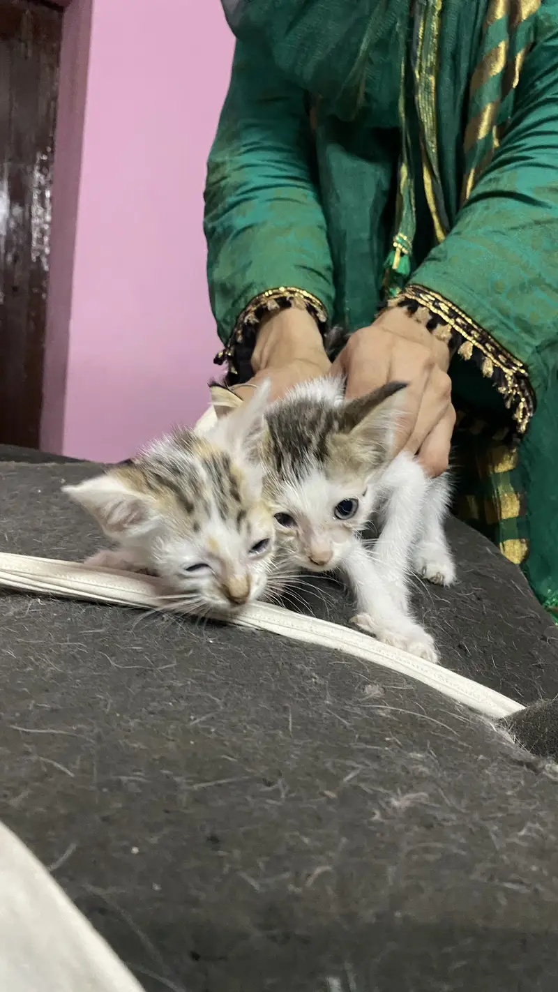 3 cats for 5000 Pakistani home breed cats for sale — photo 12