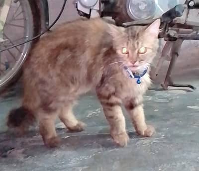 Tabby Persian Gold