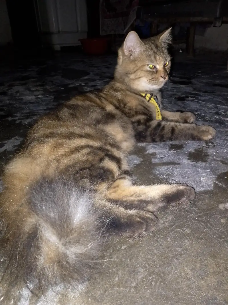 Tabby Persian Gold — photo 2