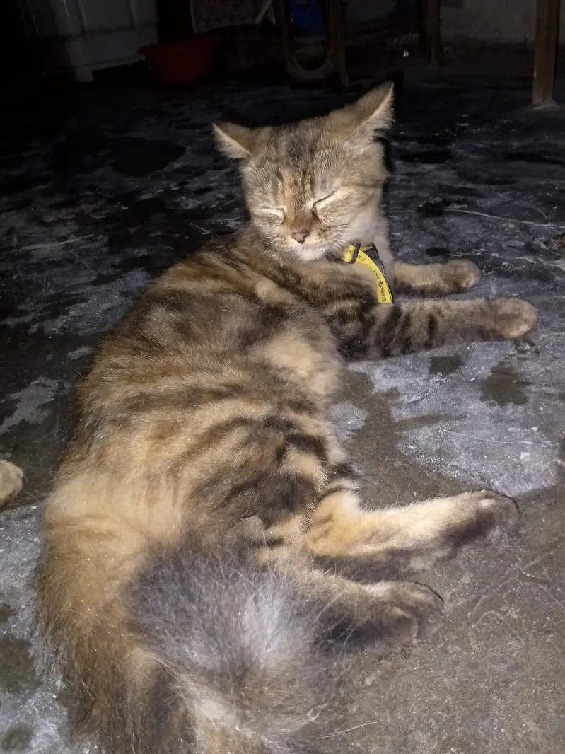 Tabby Persian Gold — photo 3