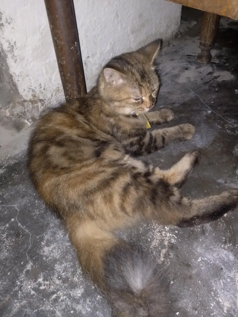 Tabby Persian Gold — photo 4