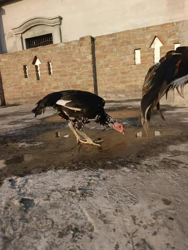 bahoot ashi aseel murgiya ha — photo 3