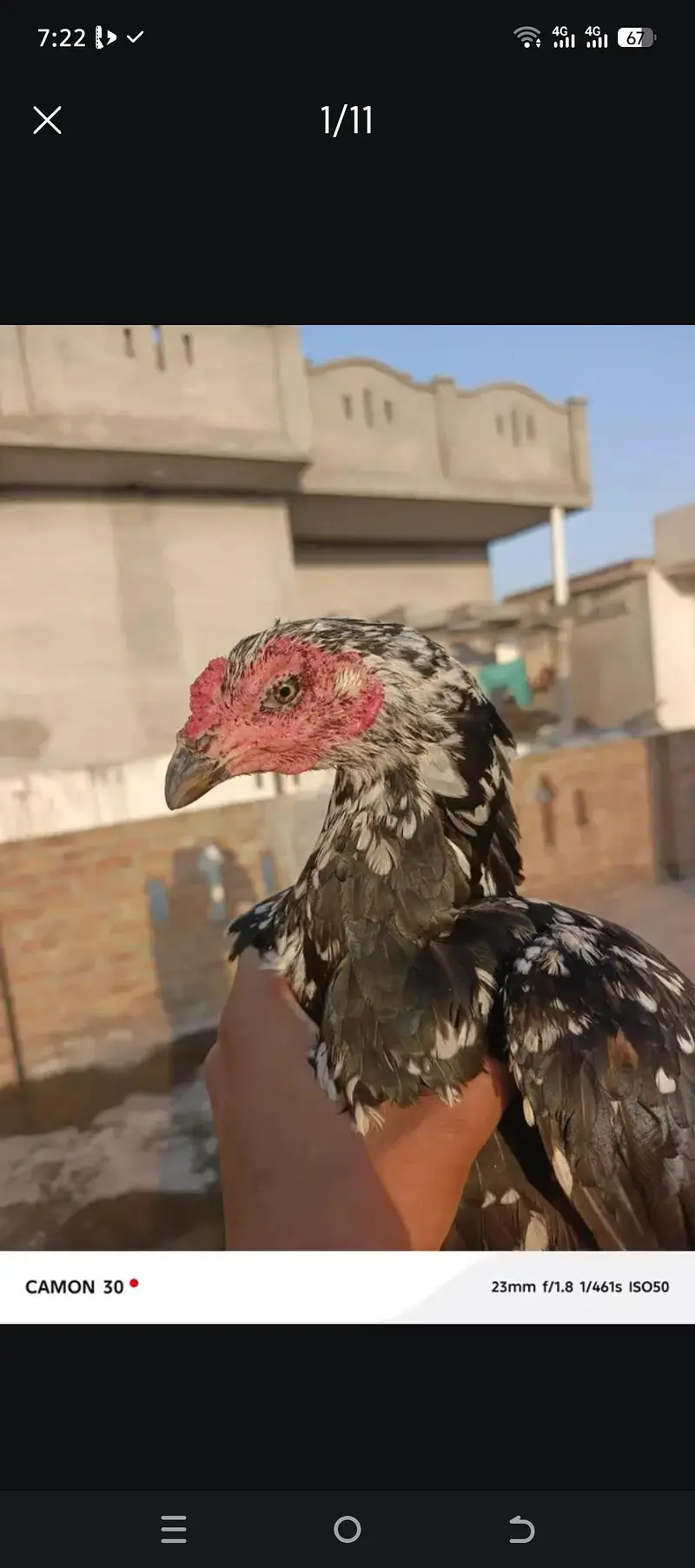 bahoot ashi aseel murgiya ha — photo 8