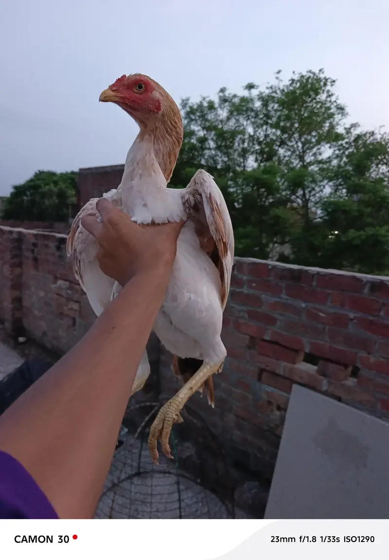 bahoot ashi aseel murgiya ha — photo 9