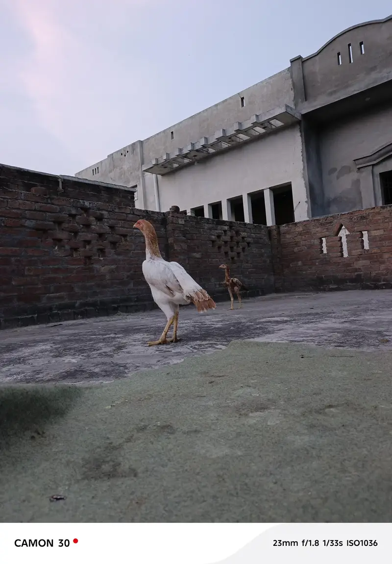 bahoot ashi aseel murgiya ha — photo 11