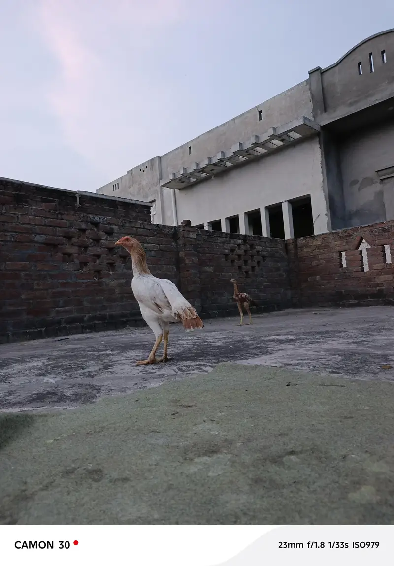 bahoot ashi aseel murgiya ha — photo 12