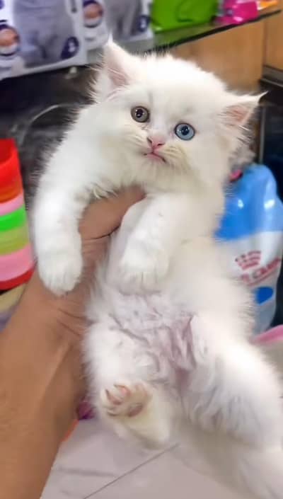 pure Persian cats vaccinated and healthy active WhatsApp/0344/6895398/