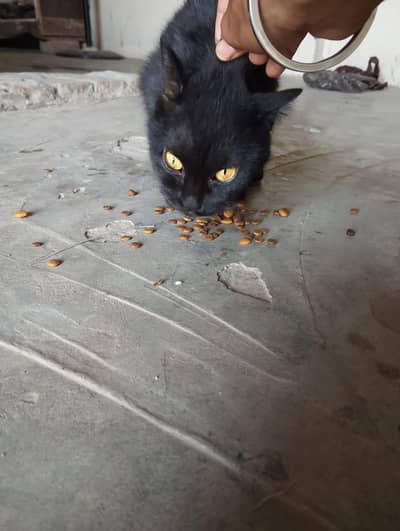 Healthy Vaccinated Female Cat 2 Years - For Sale