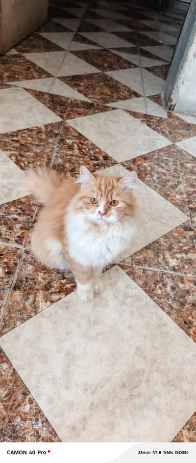 Cats for sale