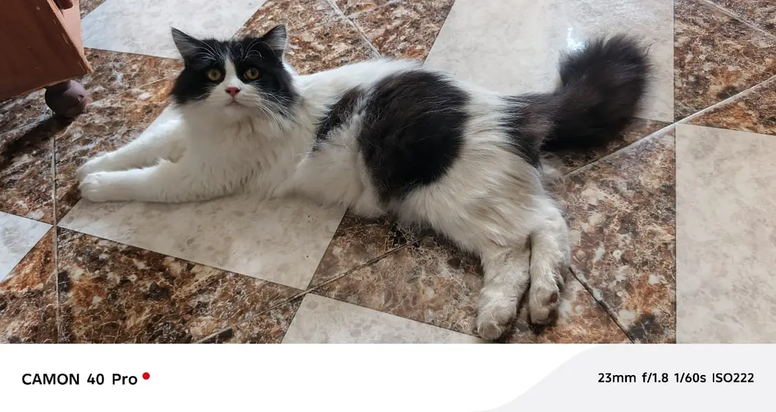 Cats for sale — photo 2