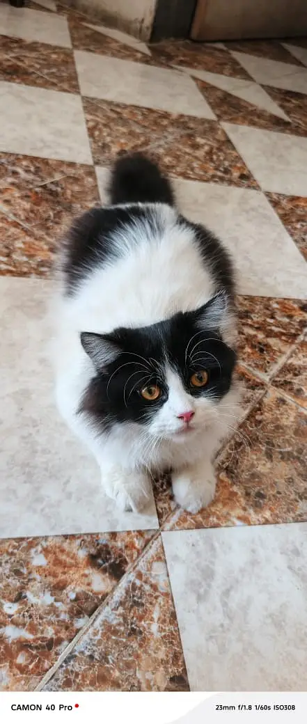 Cats for sale — photo 3