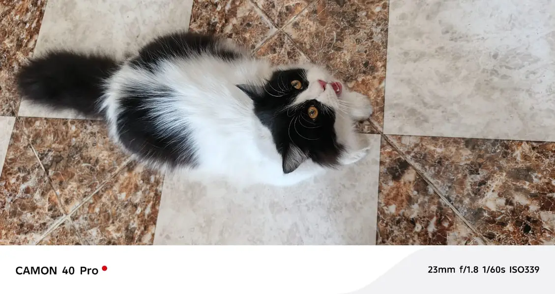 Cats for sale — photo 7