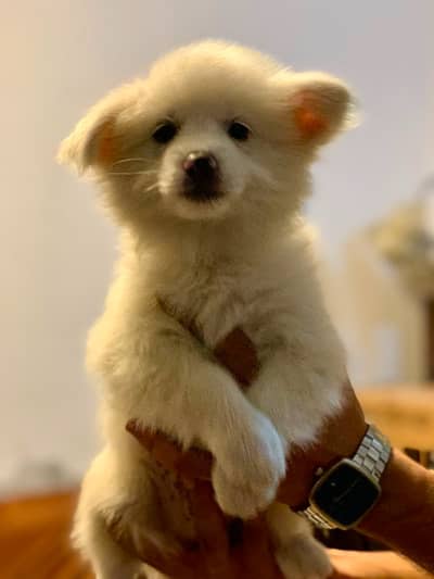 Puupy , Indian Rusian Dog , long coat , pure Russian Breed Dog  ,puppy
