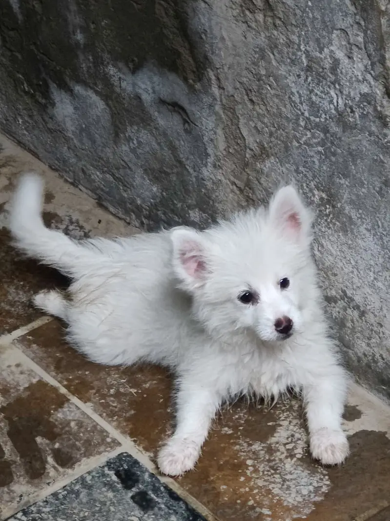 Puupy , Indian Rusian Dog , long coat , pure Russian Breed Dog  ,puppy — photo 2