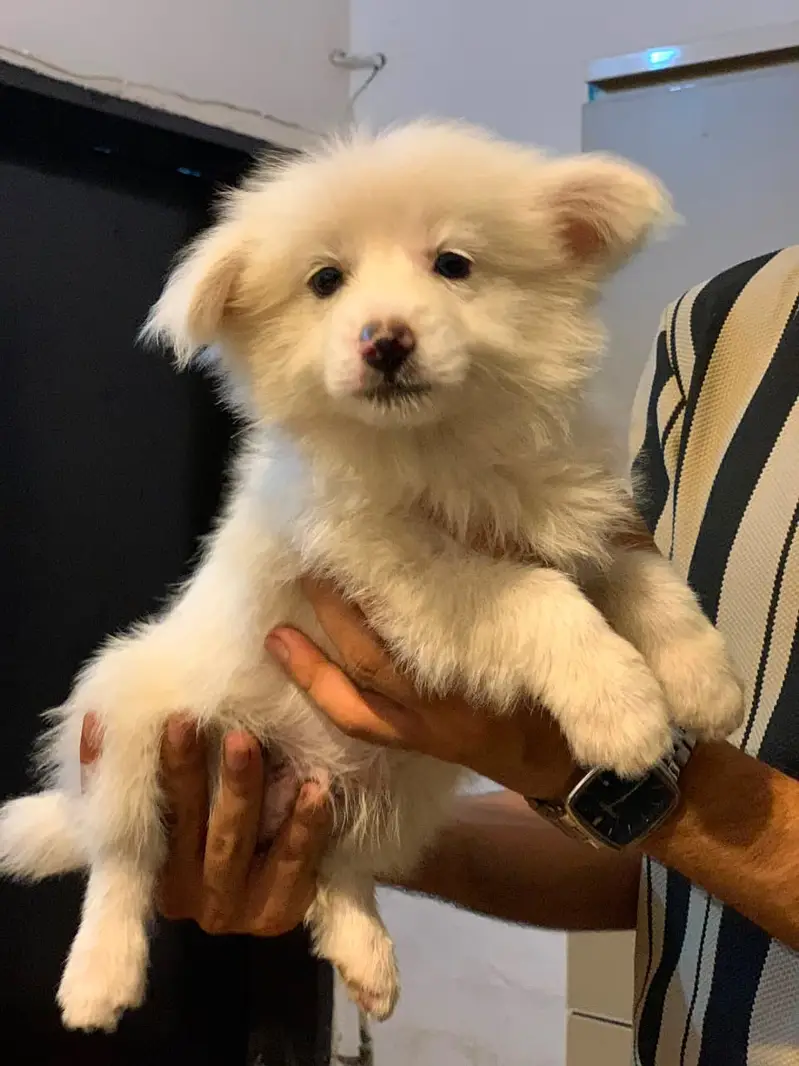 Puupy , Indian Rusian Dog , long coat , pure Russian Breed Dog  ,puppy — photo 3