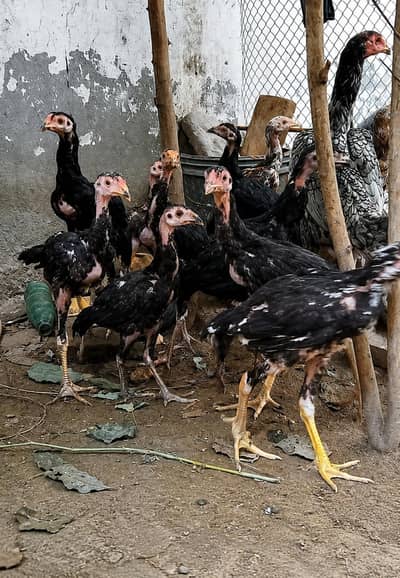 Thai aseel chicks