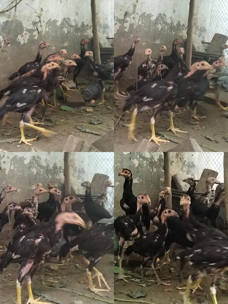 Thai aseel chicks — photo 2