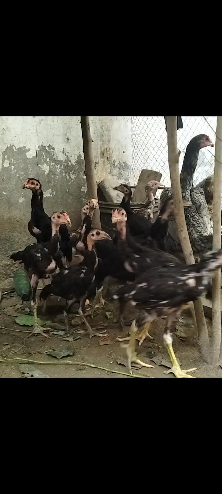 Thai aseel chicks — photo 3