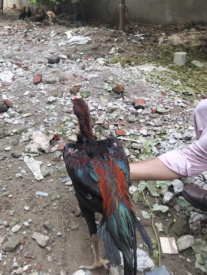 Thai aseel chicks — photo 4