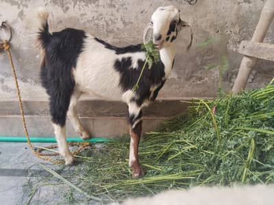 Bakra