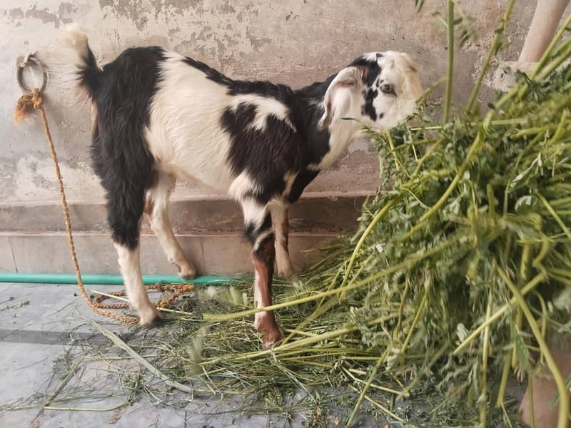 Bakra 1