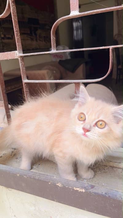 Persian kitten