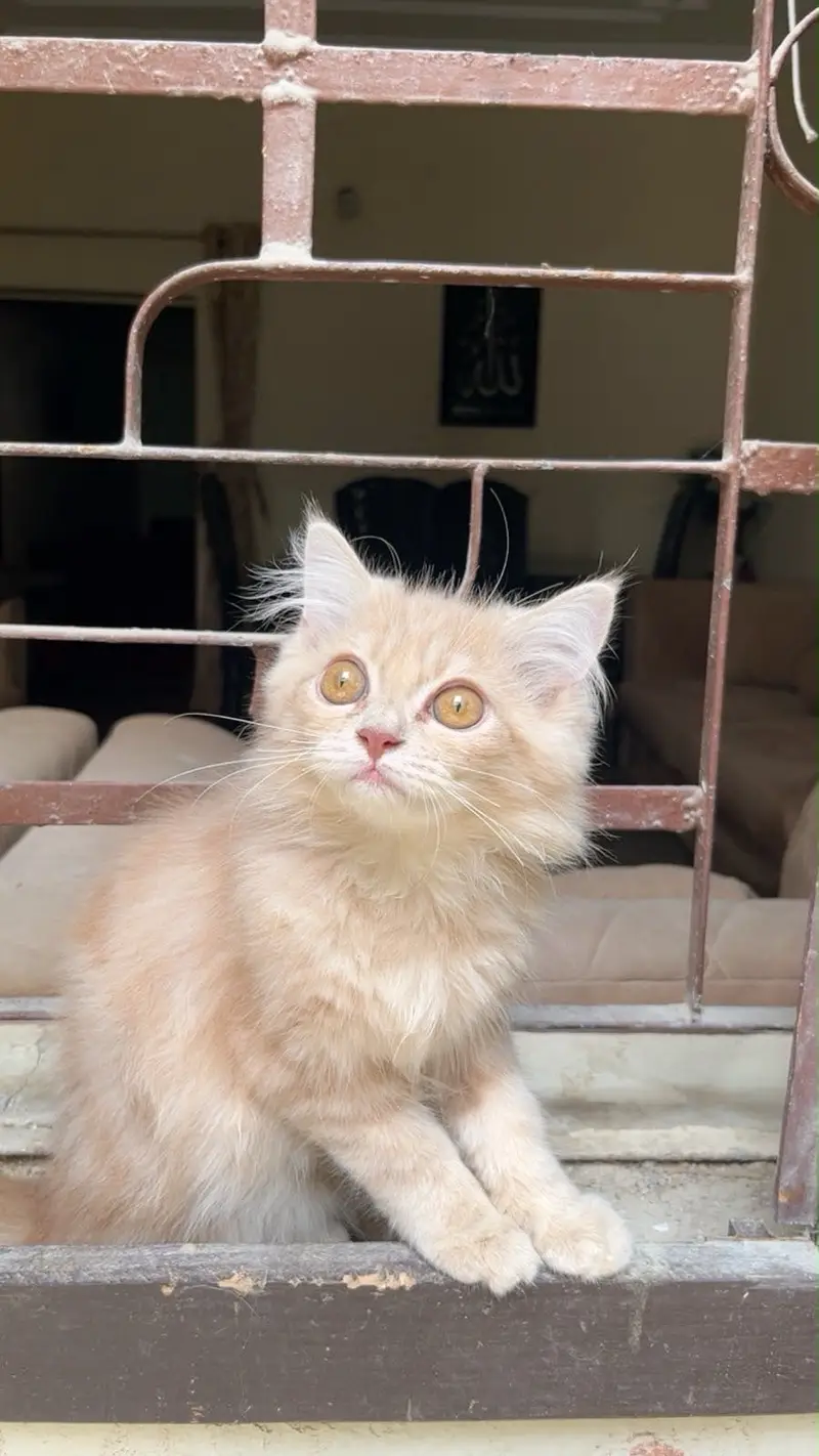 Persian kitten — photo 2