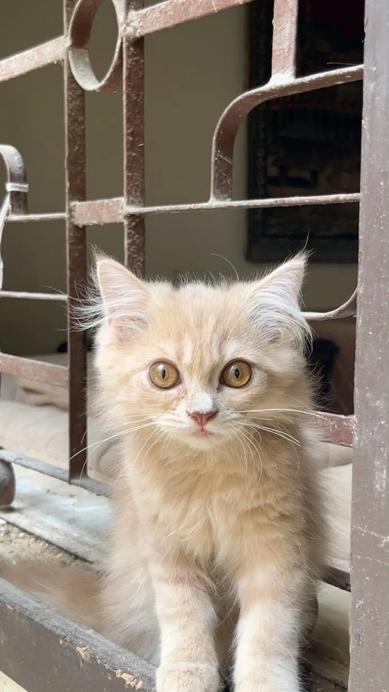 Persian kitten — photo 3