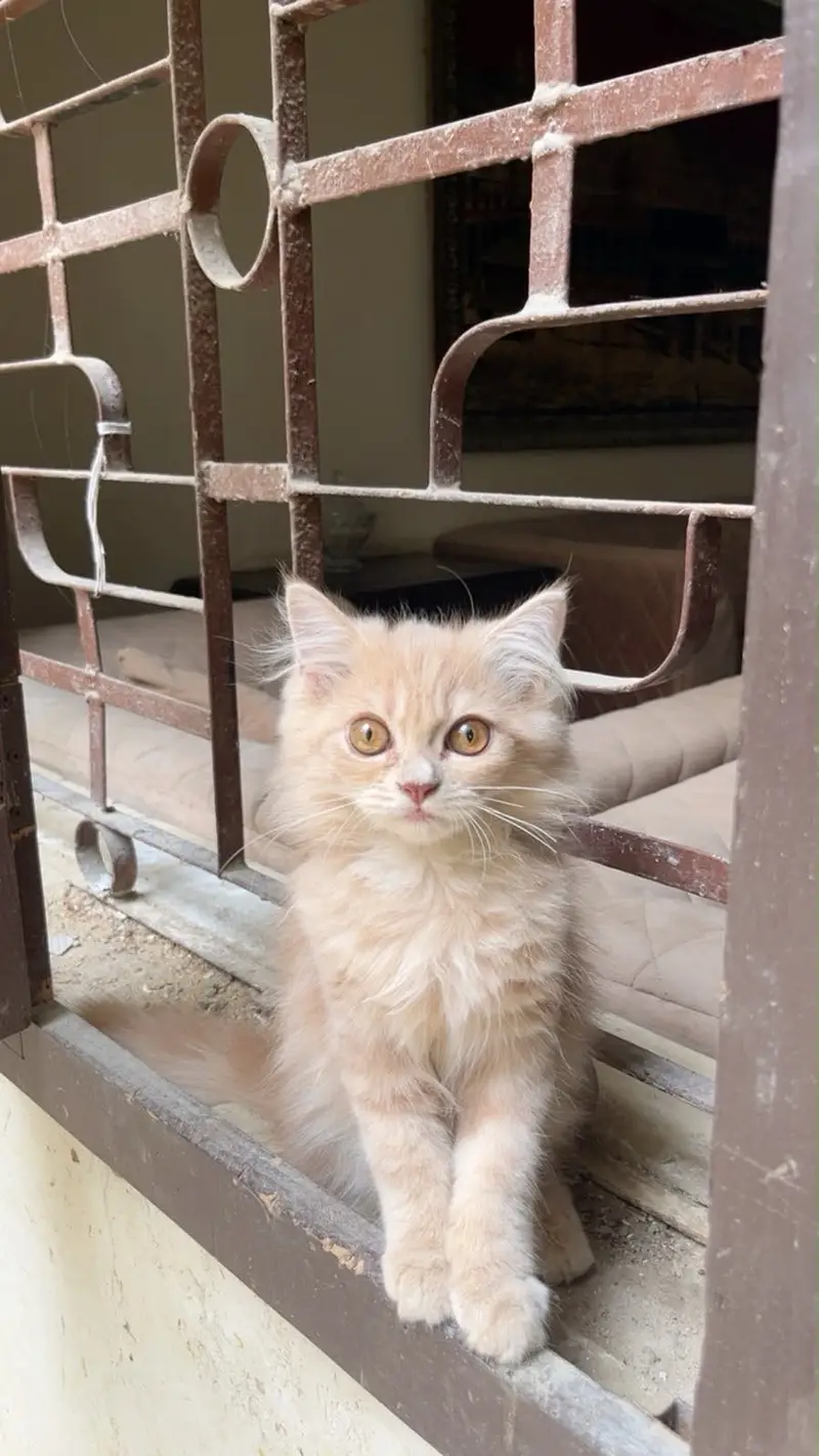 Persian kitten — photo 4