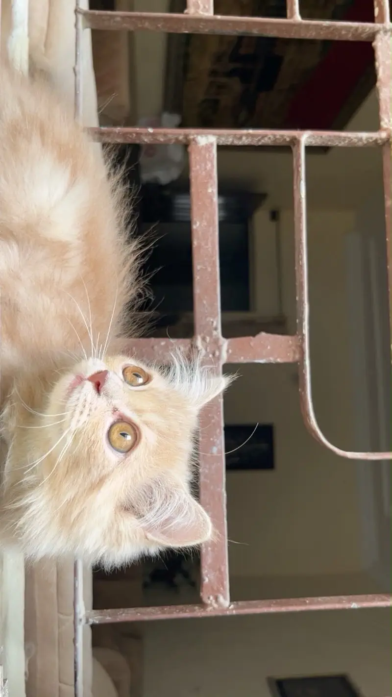 Persian kitten — photo 5