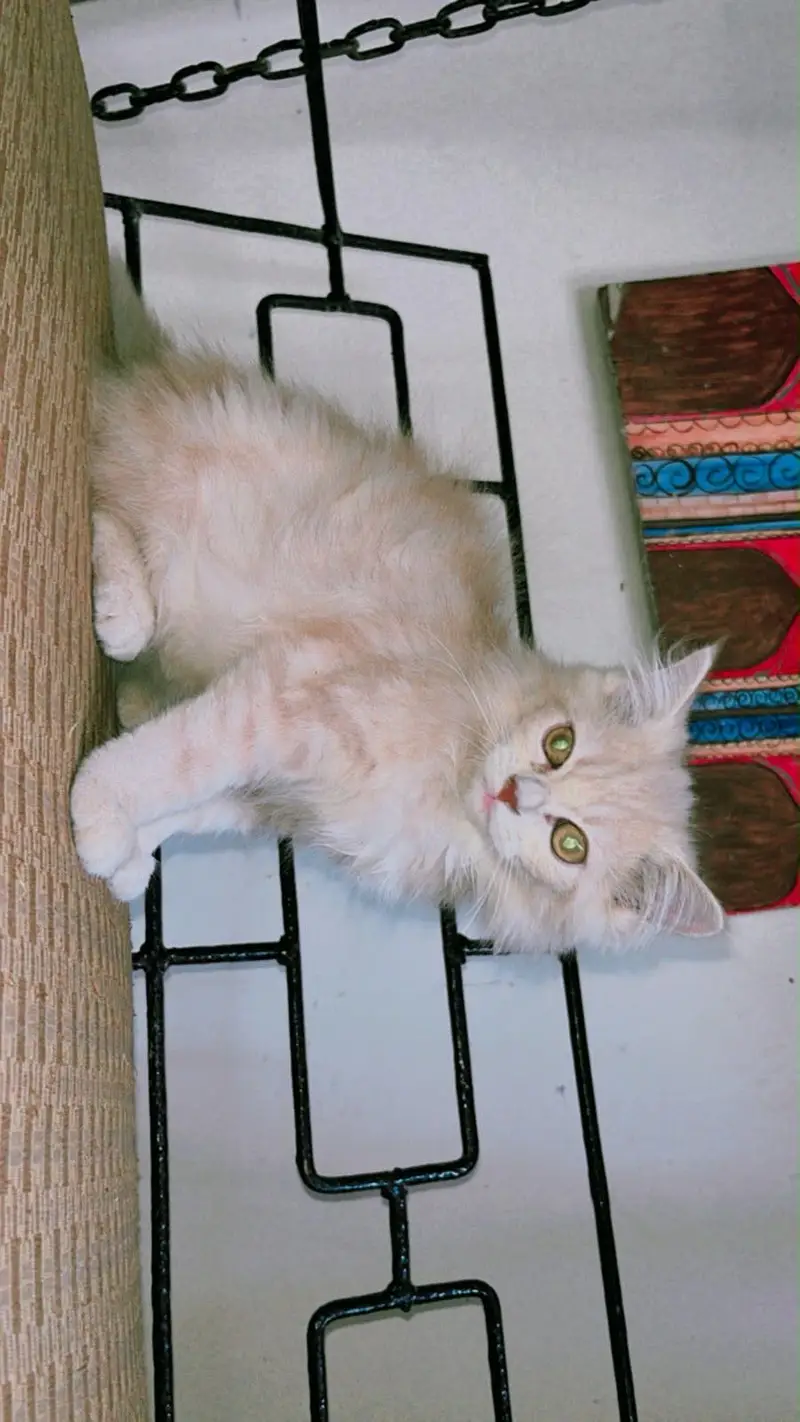 Persian kitten — photo 6