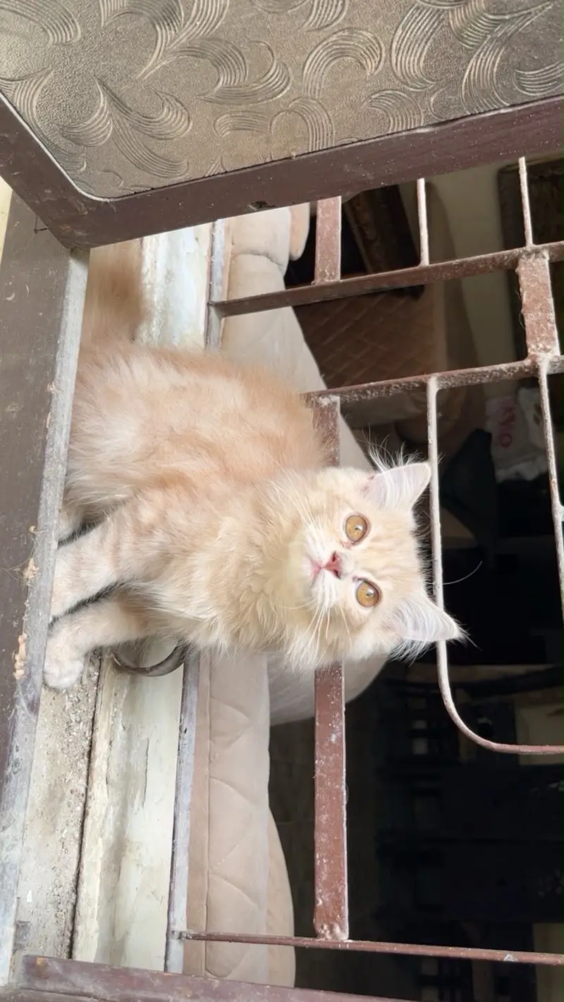 Persian kitten — photo 7